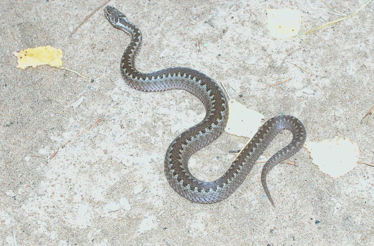 Красива и опасна! - Наталья Лунева 