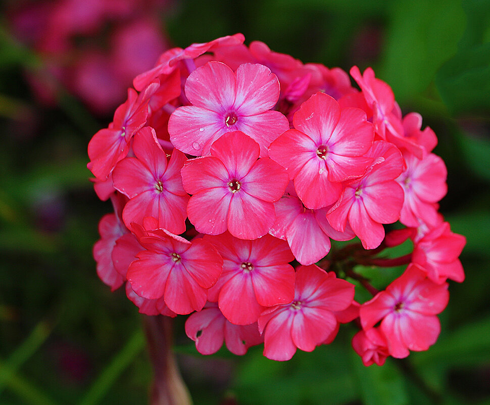 флоксы - Светлана флоксы - Светлана