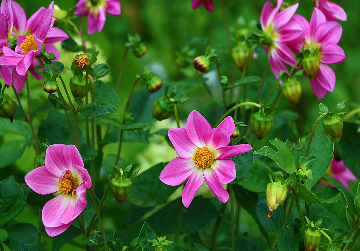 Георгины весёлые ребята - Светлана Георгины весёлые ребята - Светлана