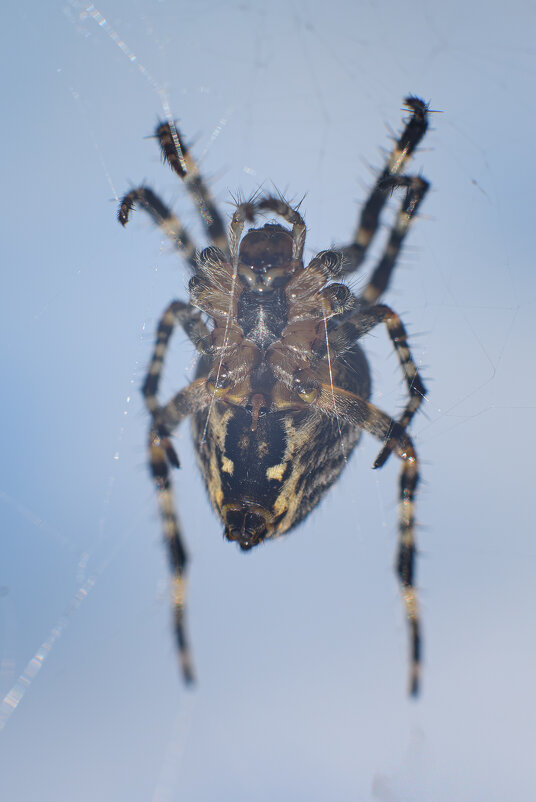Паучок! - Михаил Соколов