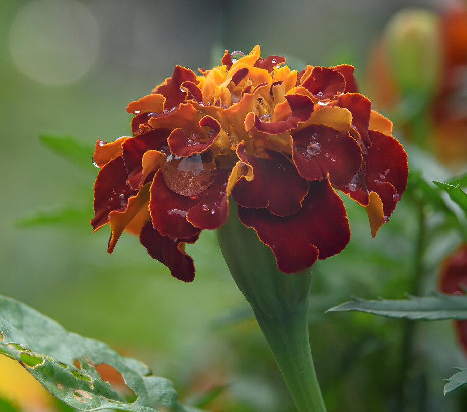 Фокус-стекинг! - Михаил Соколов