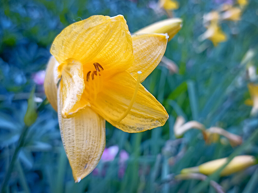 Лилейник. - Лилия *