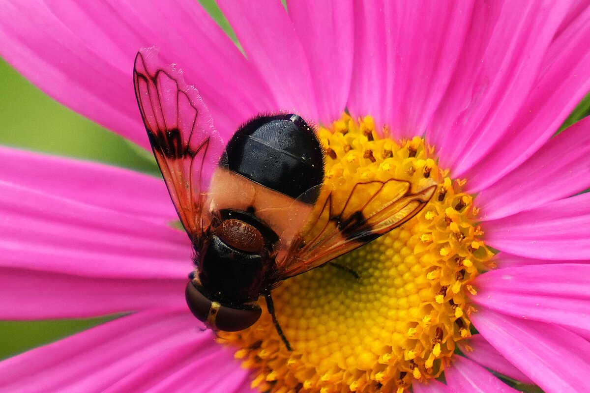 Журчалка - Павел Fotoflash911 Никулочкин