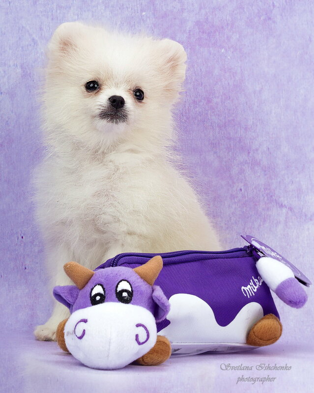 Померанский шпиц - Светлана Ищенко