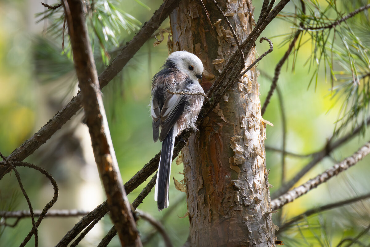 Ополовник - Сергей Брюшинин Ополовник - Сергей Брюшинин