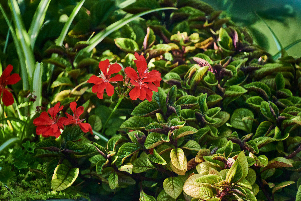 Герань - Александр Леонов