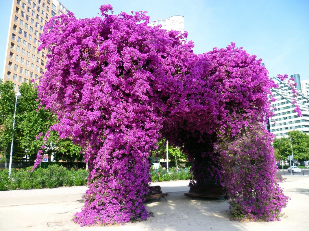 Бугенвиллея - Наталья 