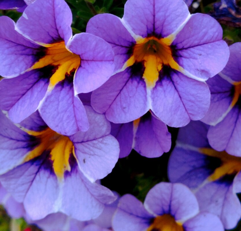 Цветочный калейдоскоп - Галина Бобкина