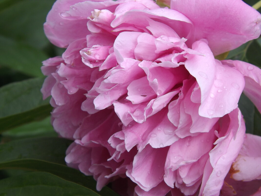 * - Валерий Елистратов