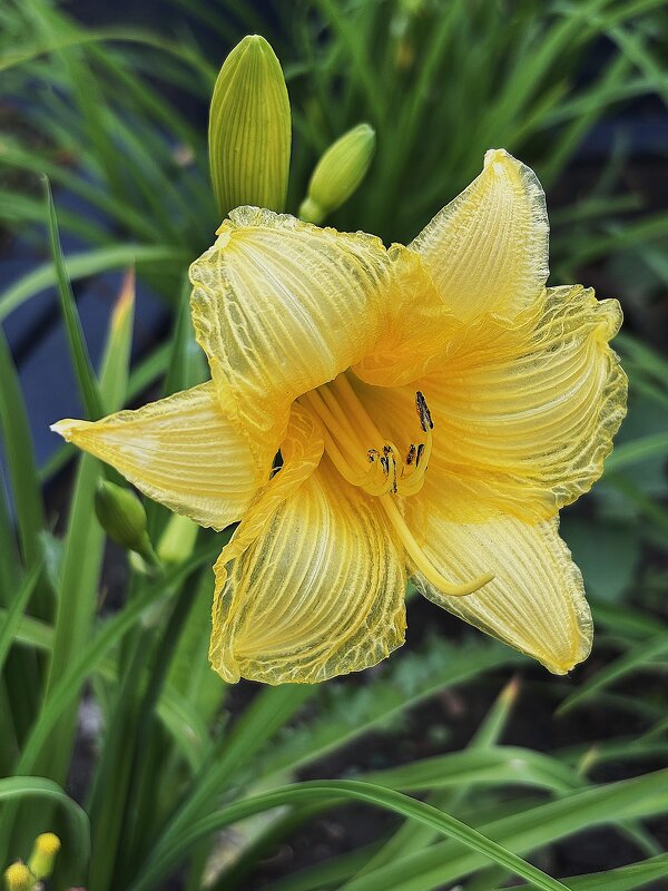 *** - Мария - Maria