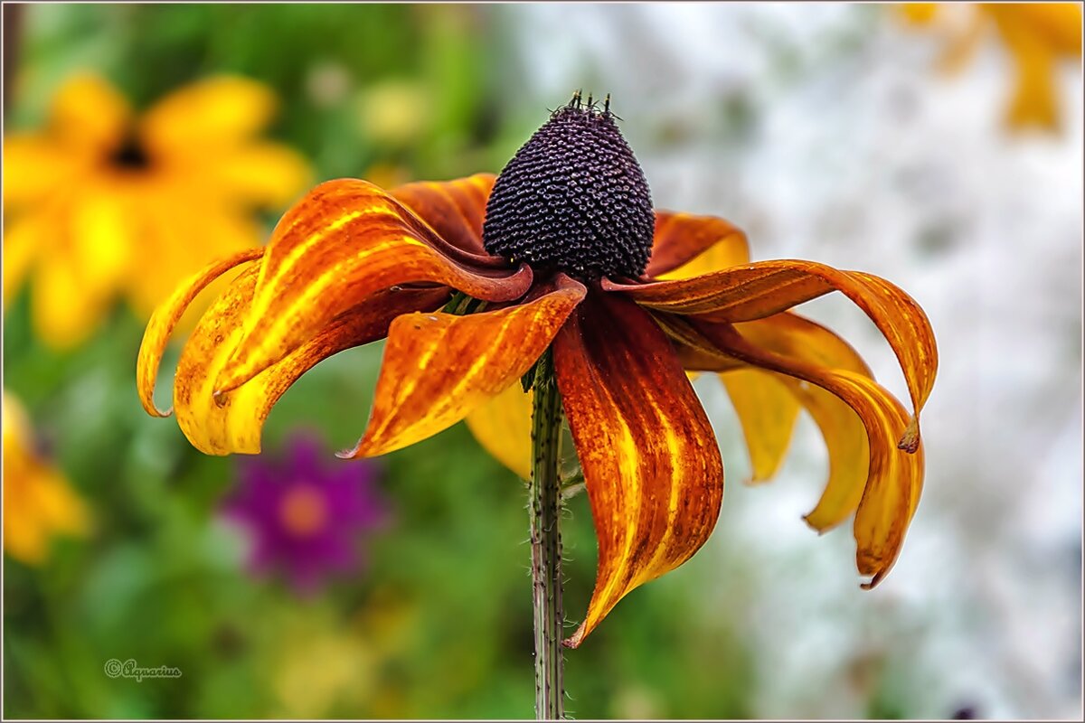 На излёте лета - Aquarius - Сергей