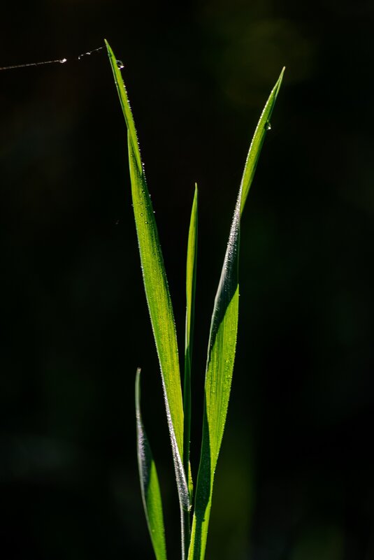 *** - Виктор Иванович Чернюк