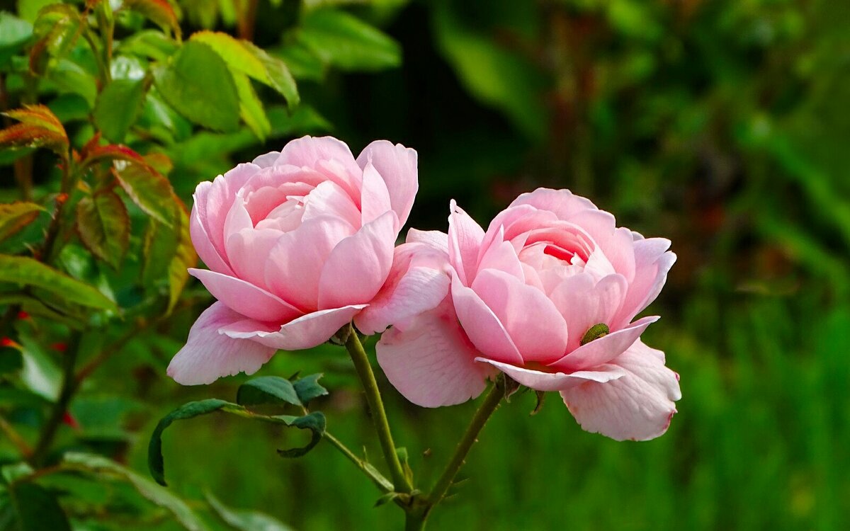 Городские цветы - Милешкин Владимир Алексеевич 