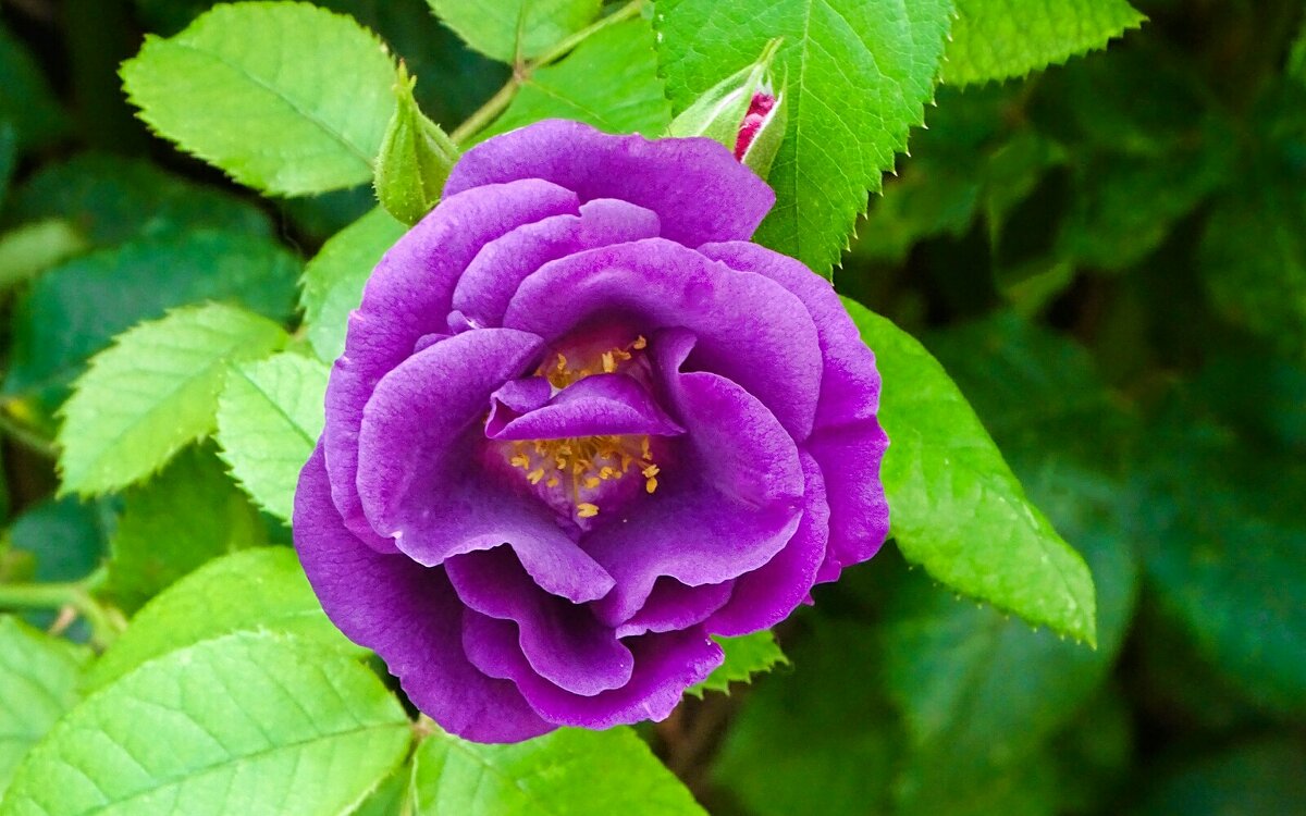 Сиреневая роза - Милешкин Владимир Алексеевич Сиреневая роза - Милешкин Владимир Алексеевич