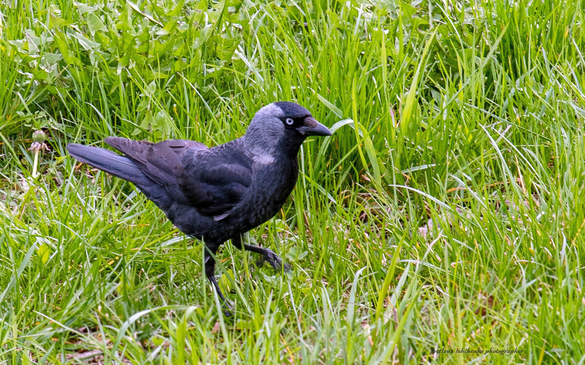 Галка - Светлана Ищенко