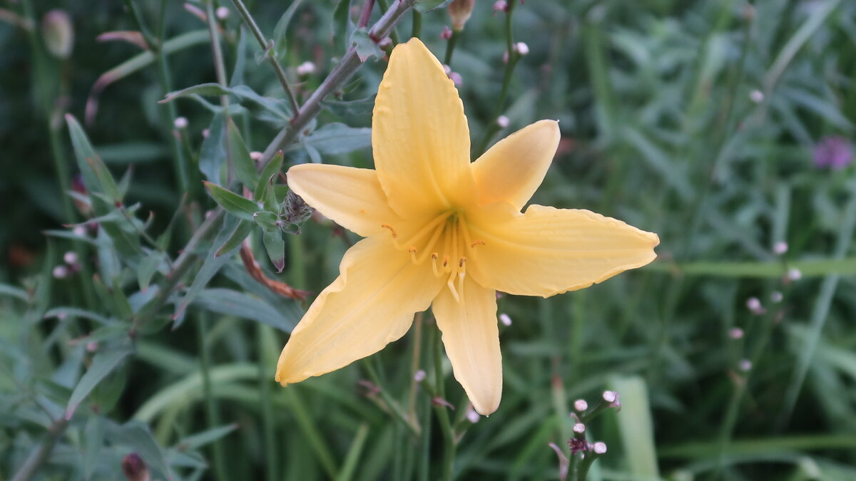 Лилейник - Дмитрий И_