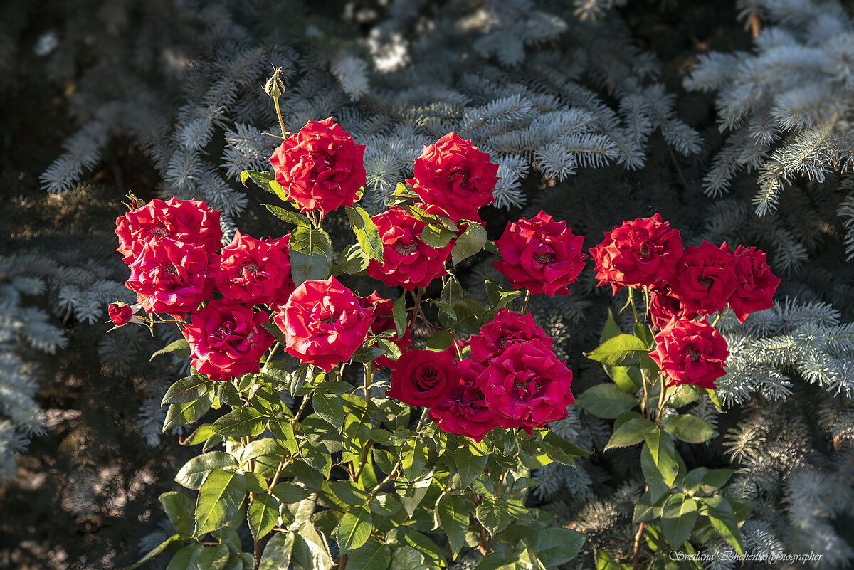 Королева сада - Светлана Ищенко