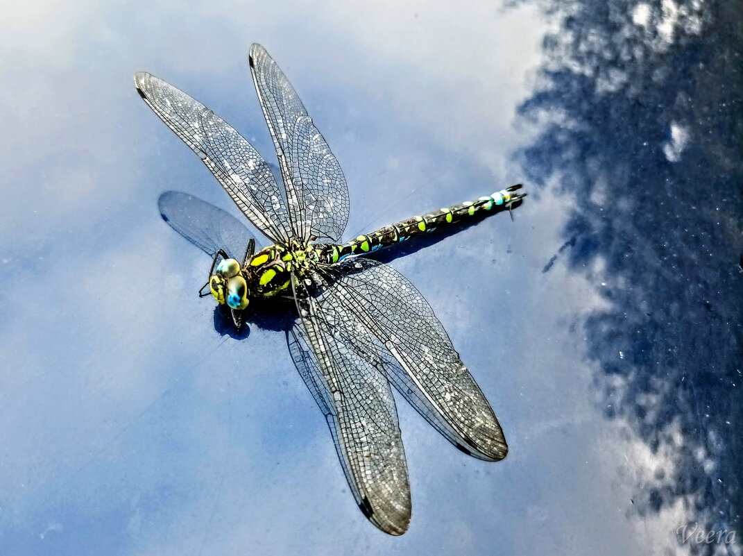 Стрекоза - Veera V Стрекоза - Veera V