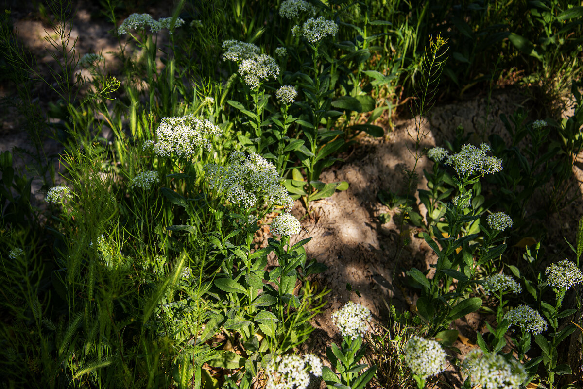 Сорняк - Анатолий Чикчирный