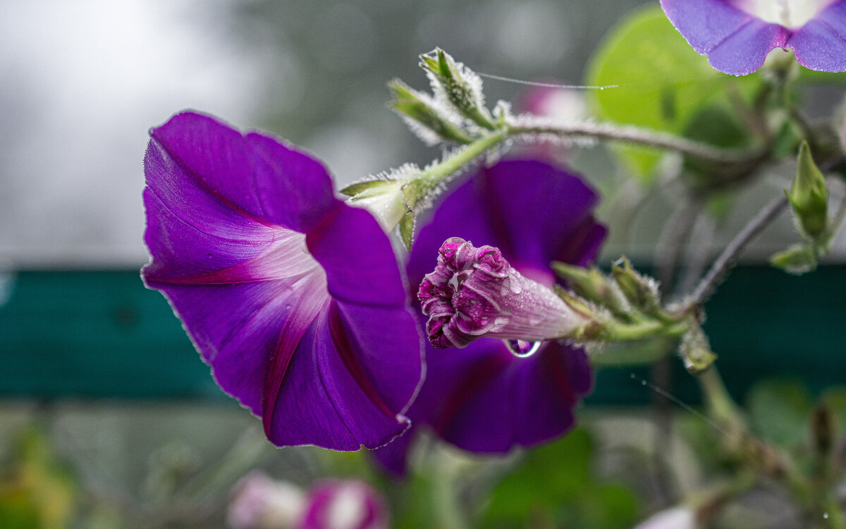 После дождя - Петр 