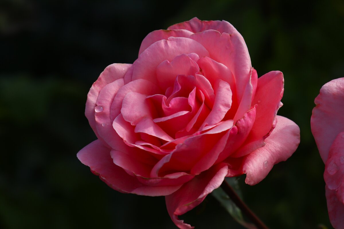 Доброе утро - Юрий. Шмаков