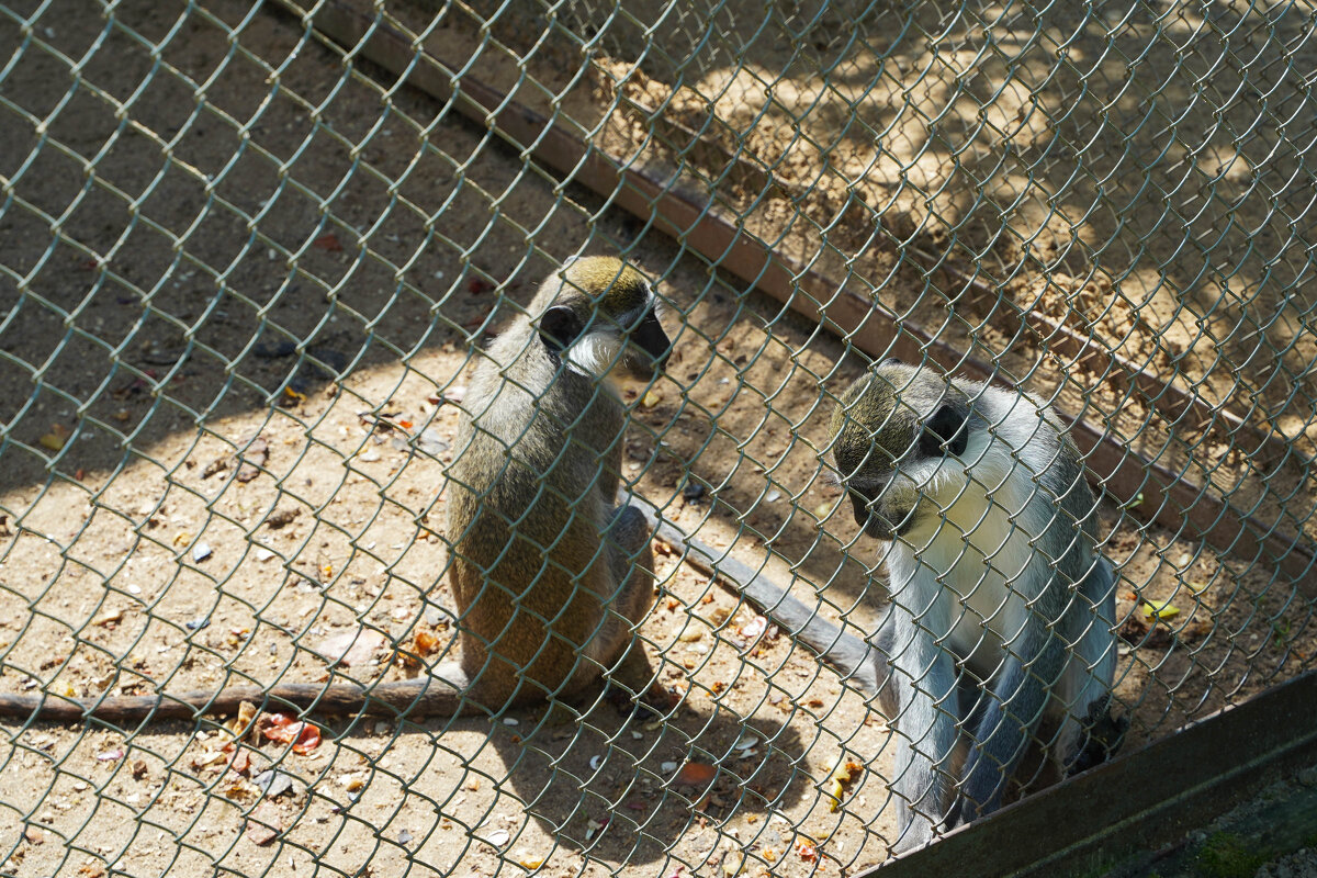 И_СКУЧНО_И_ГРУСТНО - Сергей Янович Микк
