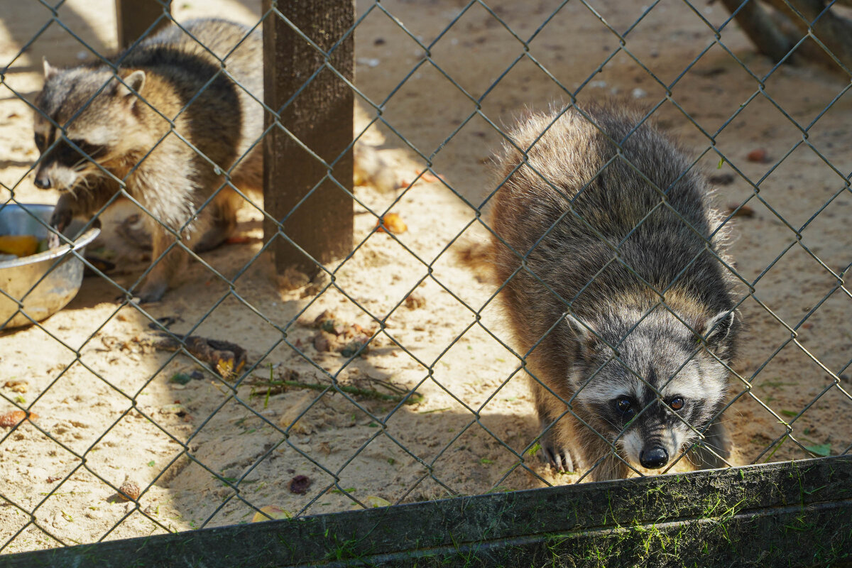 ИЗ_ПОДЛОБЬЯ - Сергей Янович Микк
