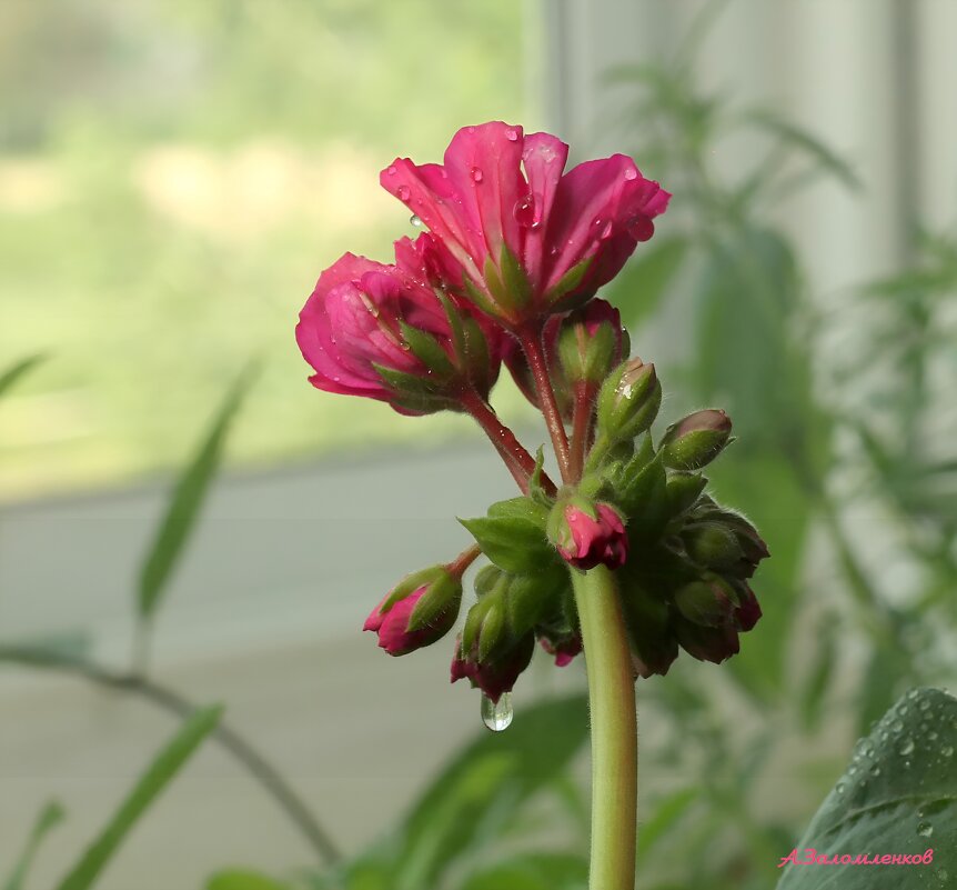 Август на подоконнике... - Андрей Заломленков Август на подоконнике... - Андрей Заломленков