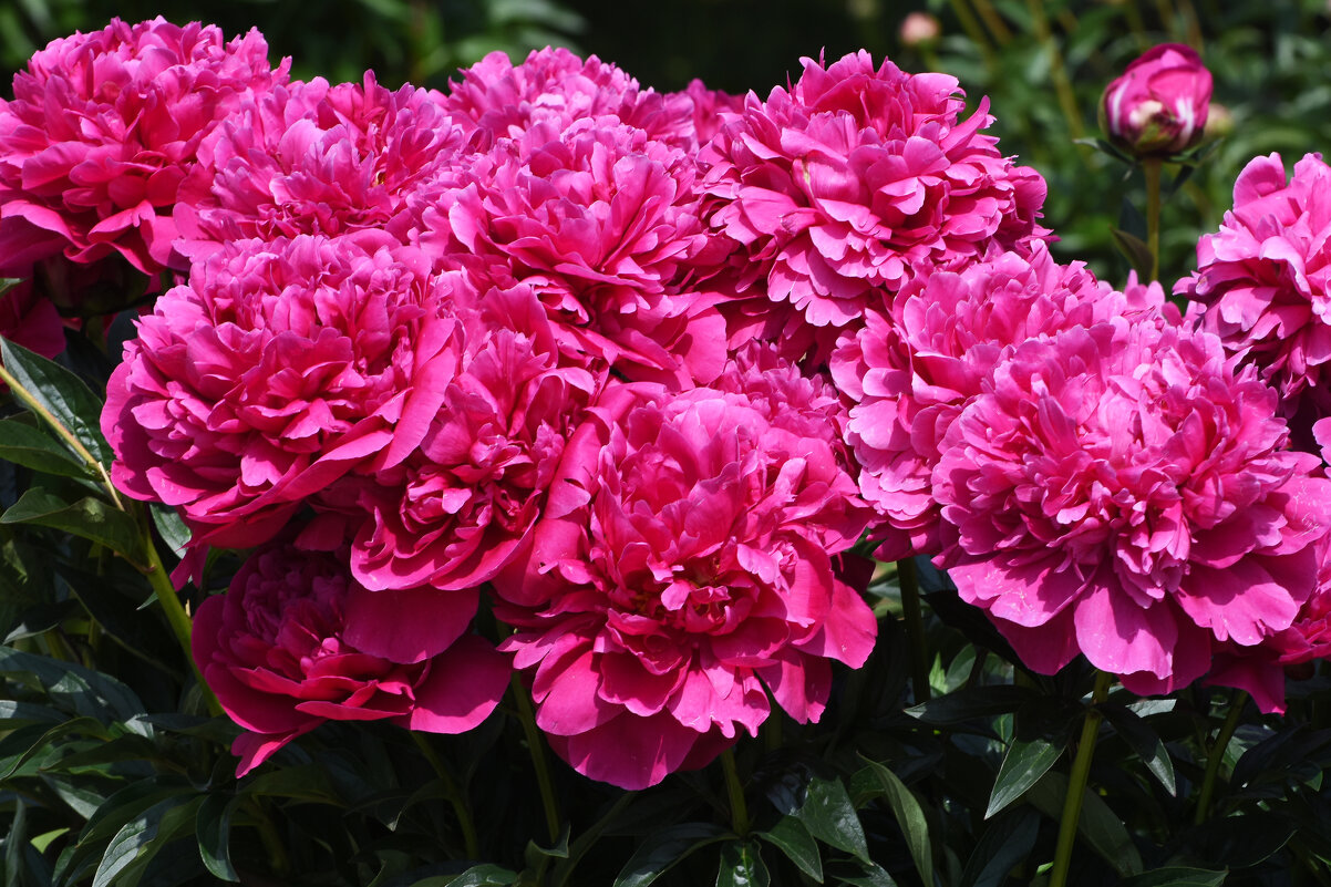 Лето в Ботаническом... Июнь. - Наташа *****