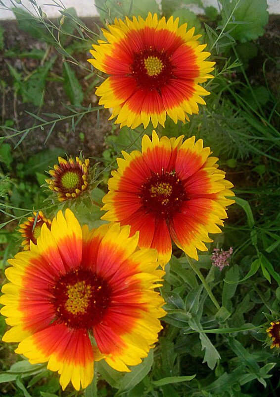 **** - Елена Семигина