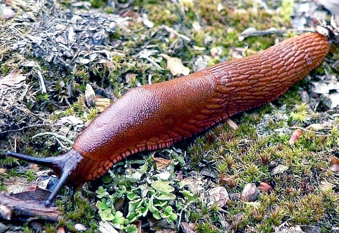 Лесной слизень - Ольга Довженко