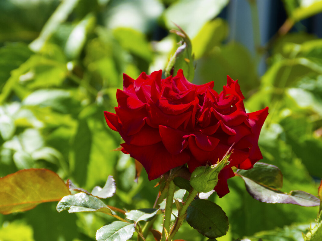 Алая  роза - Валентин Семчишин