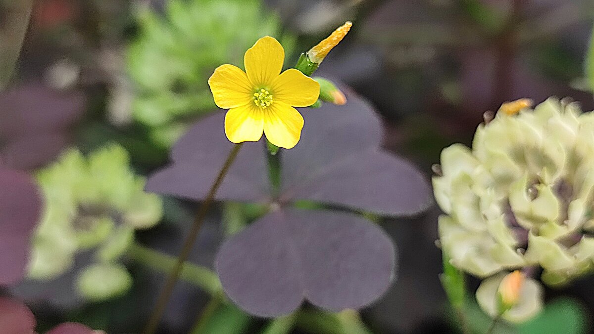 ,,, - Сергей Тимоновский ,,, - Сергей Тимоновский