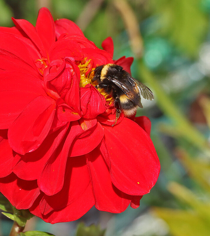 Обед шмеля... на георгине - Светлана 
