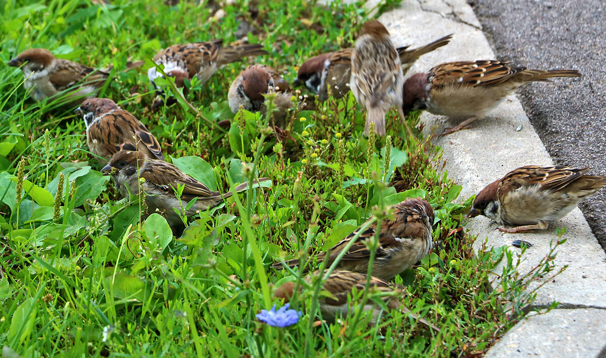 Воробьиная сходка - Светлана 