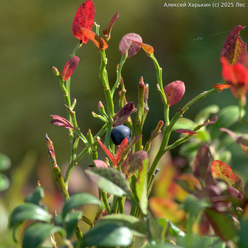 Черный жемчуг тайги - Алексей Харькин