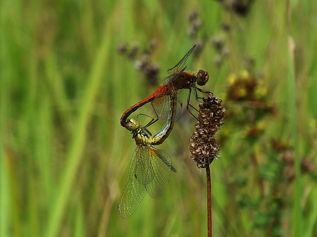 ** - Зоя Мишина