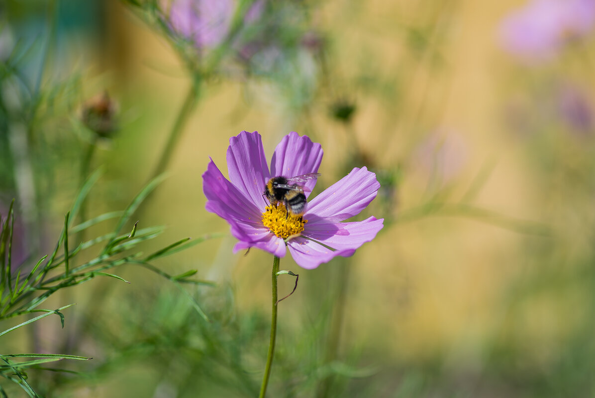 Последние дни уходящего лета.... - Sergey (Apg)