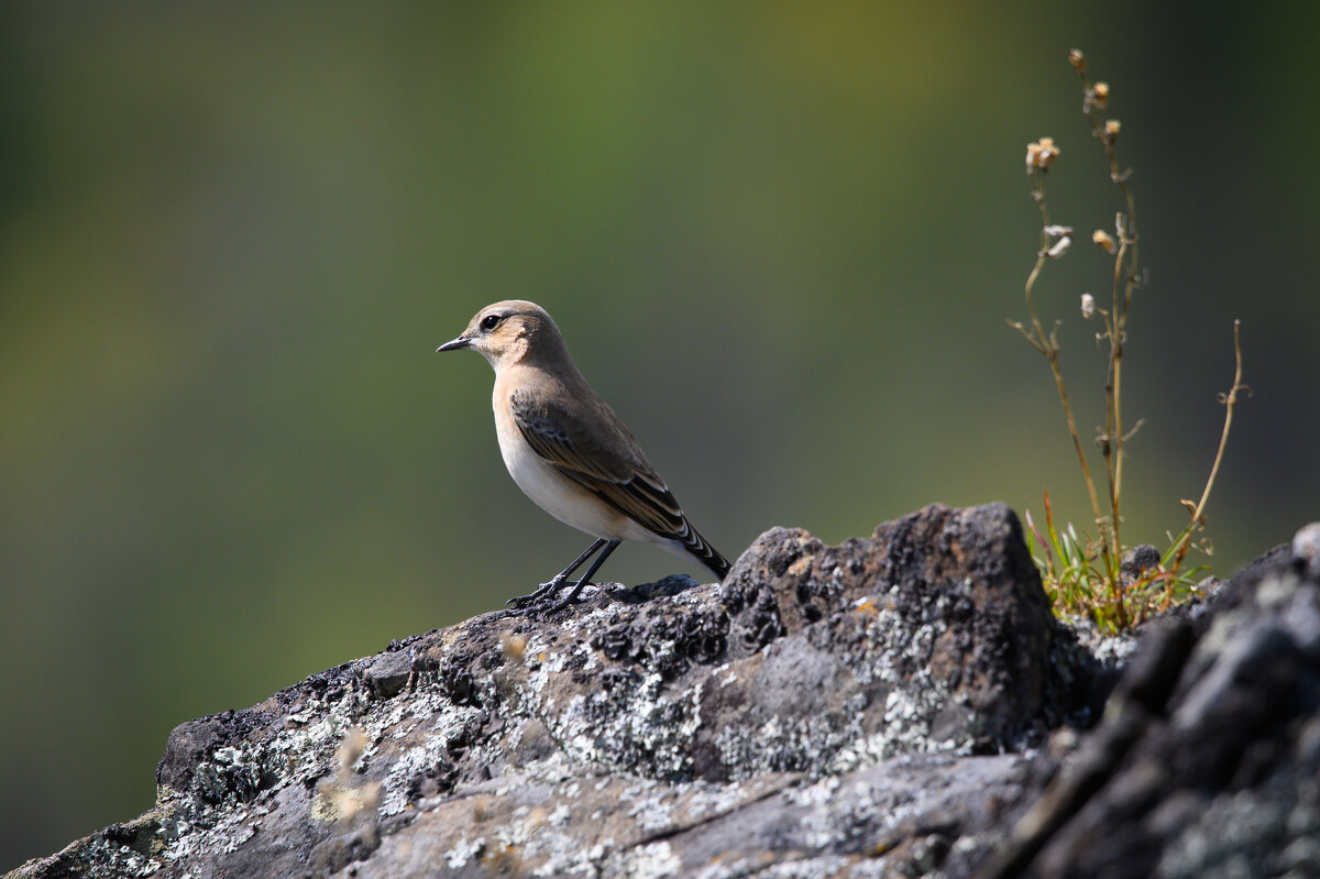 *** - Дмитрий 