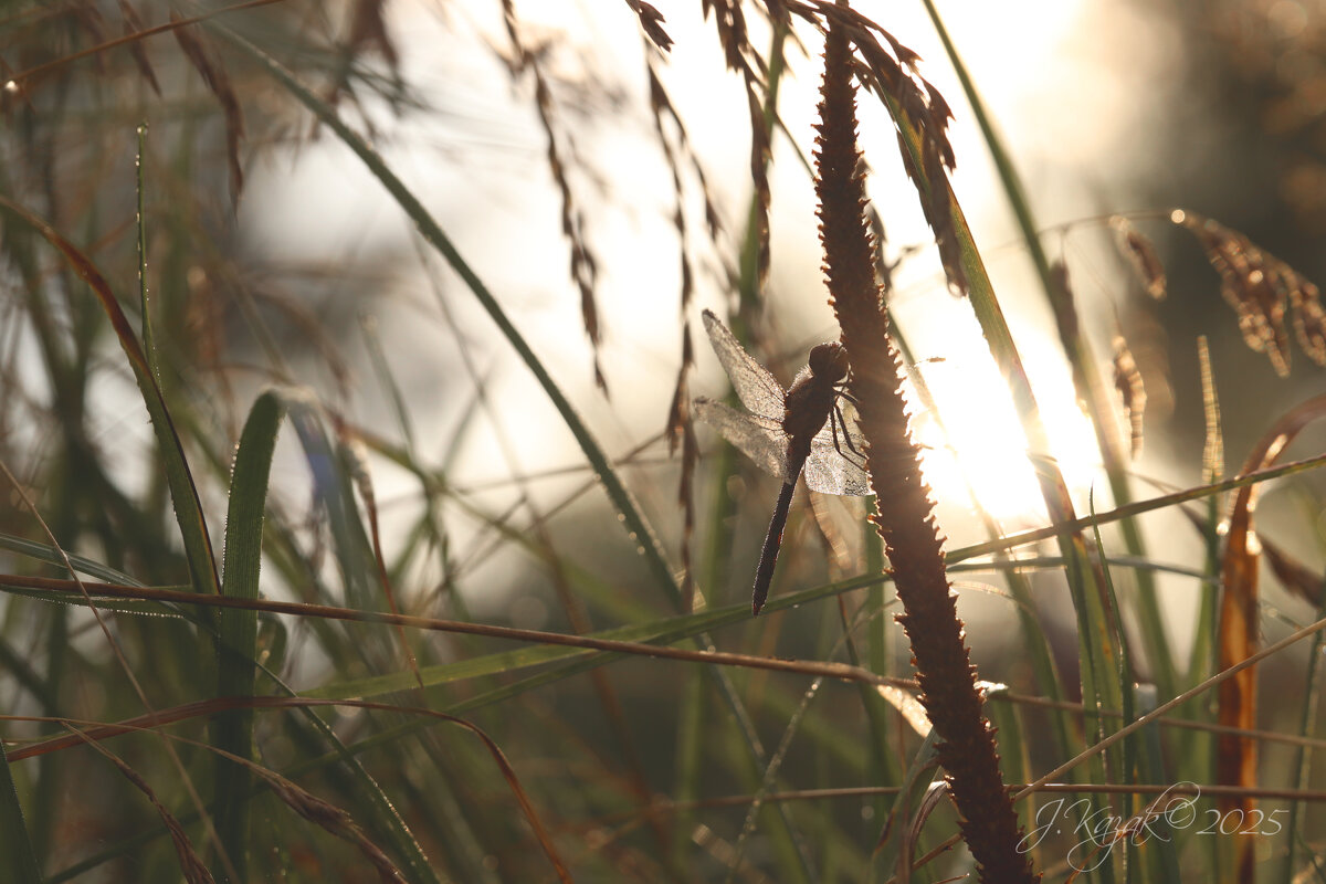 *** - Елена Kазак (selena1965)