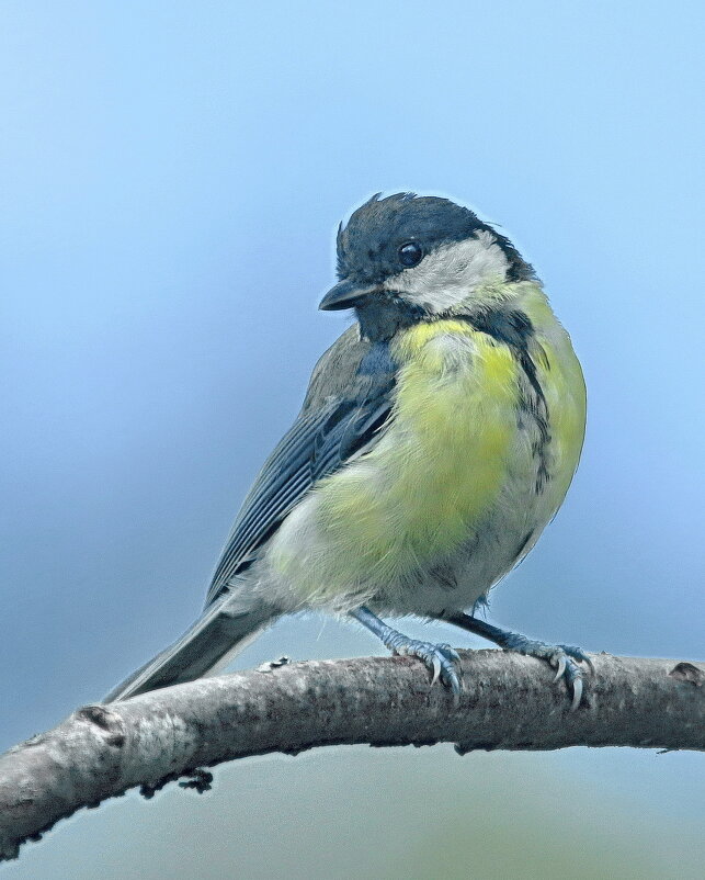 молодой синиц - Andrey Bragin 