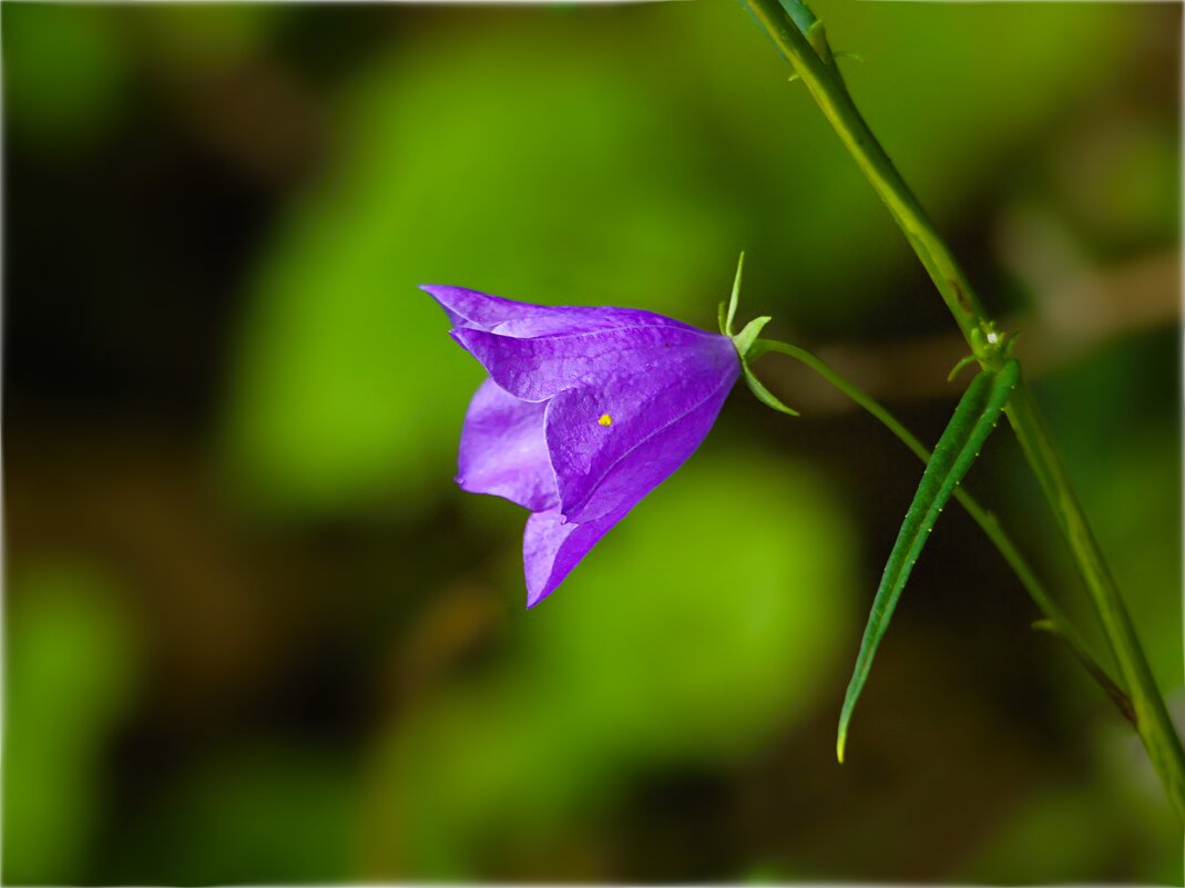 *** - Олег Алексеев