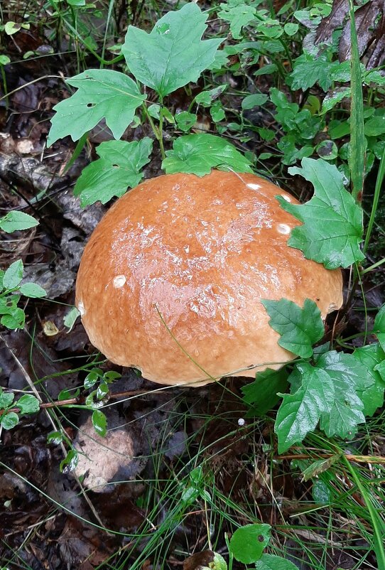 Про грибы - Наталья Герасимова