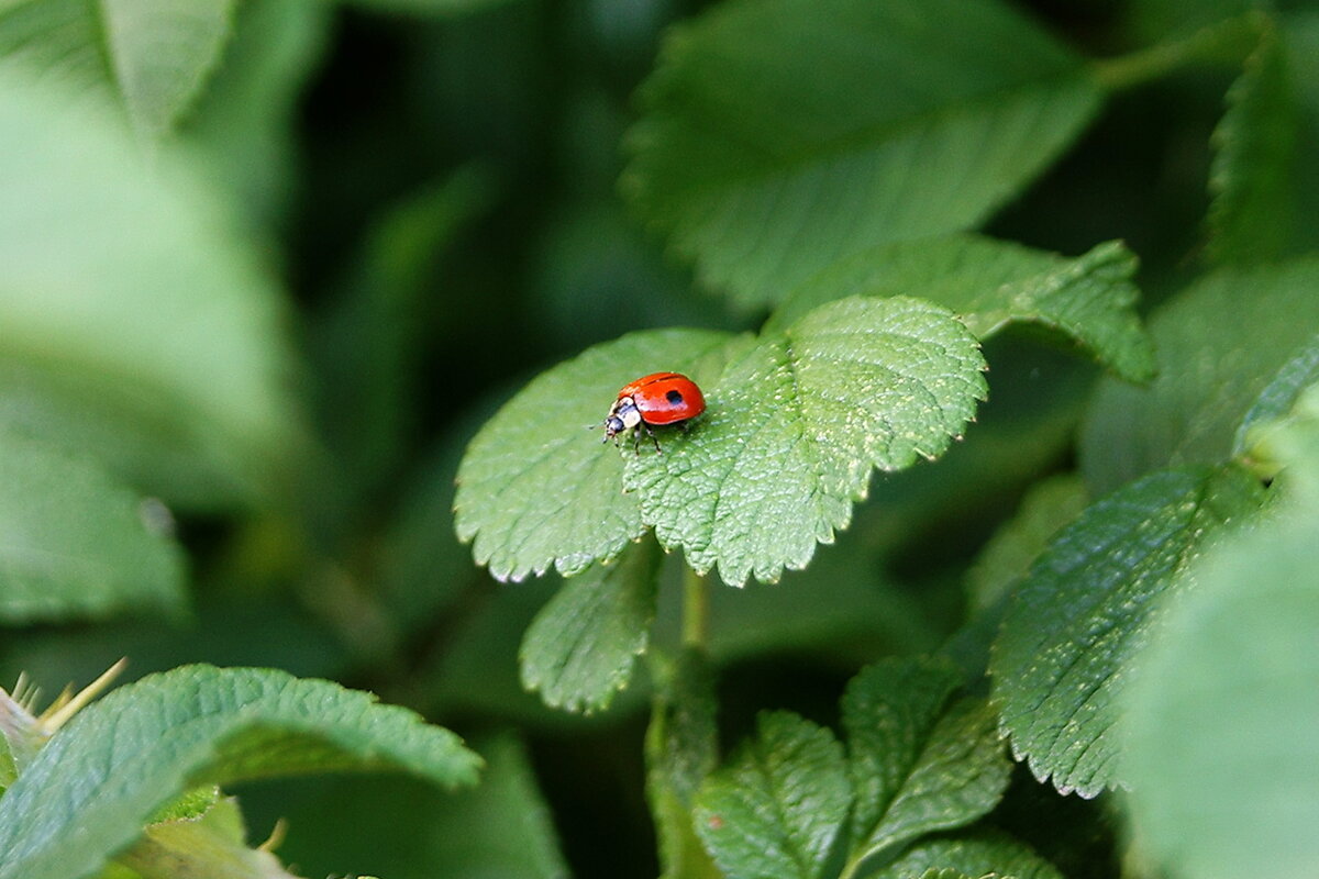 "Божья коровка" - Игорь Тельцов