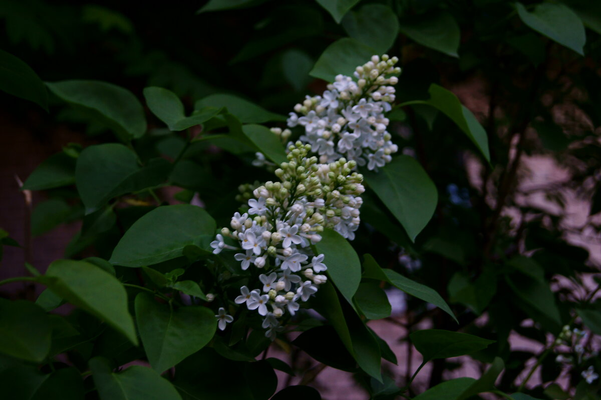 Сирень - Игорь Тельцов