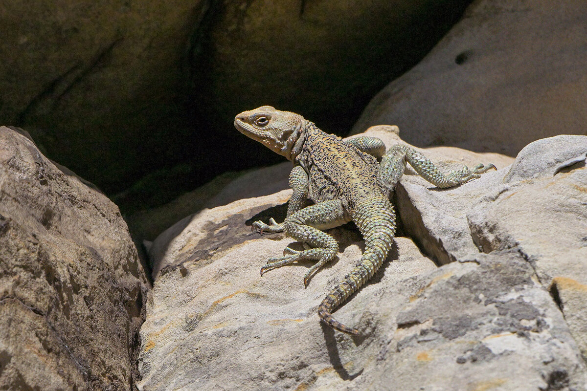 Кавказская агама - Maxim Lanin Кавказская агама - Maxim Lanin