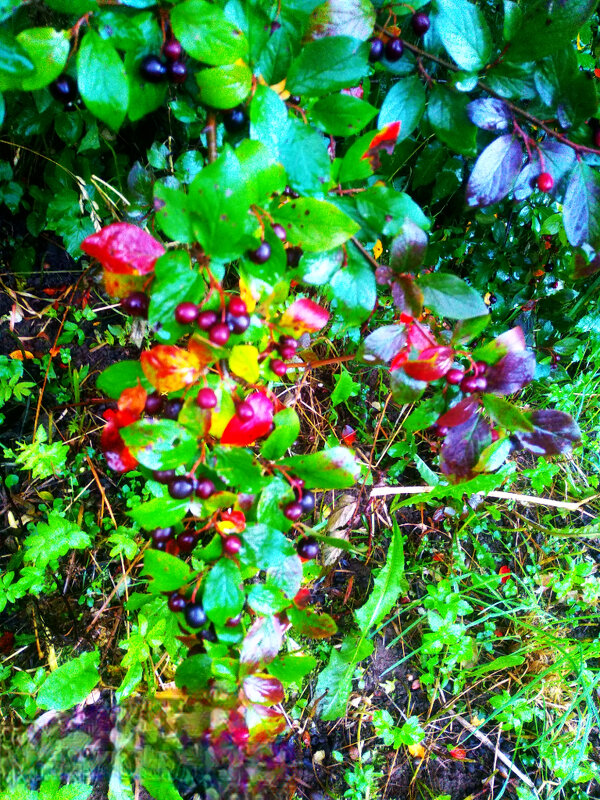 Кизильник - Сергей Кочнев