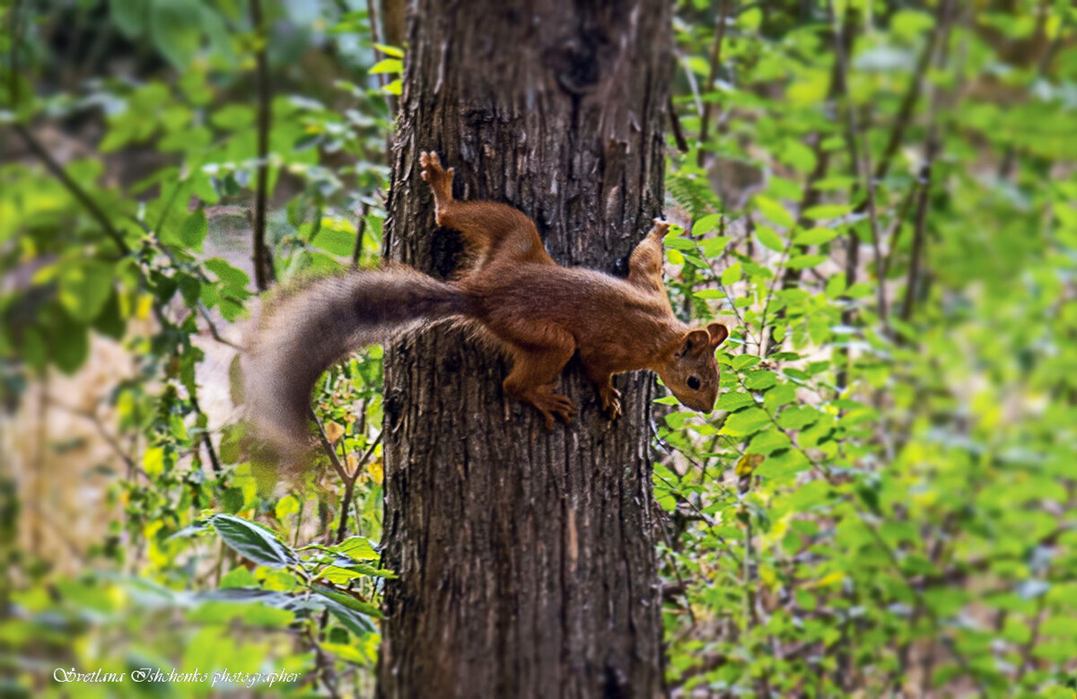 Белка - Светлана Ищенко