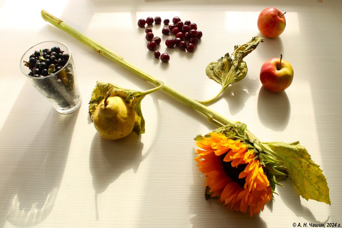 Натюрморт с подсолнухом - Александр Чашин