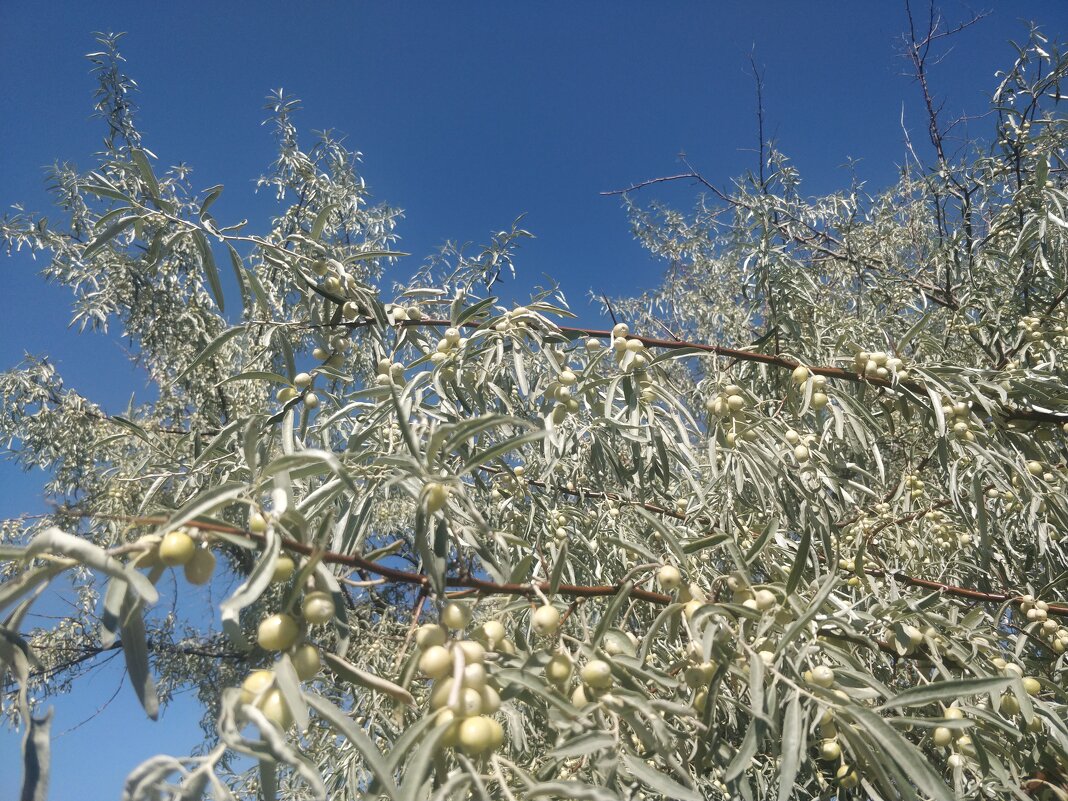 Ягоды джигиды. - Андрей Хлопонин